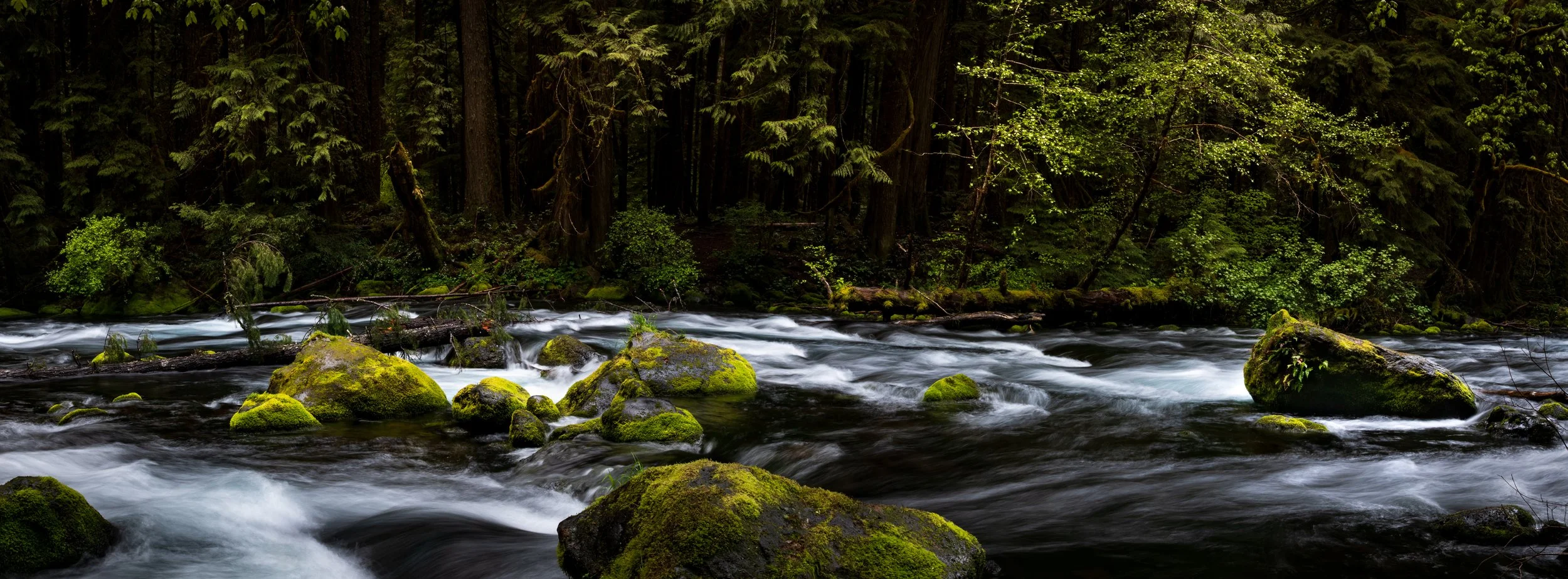 Spring Day on the McKenzie River