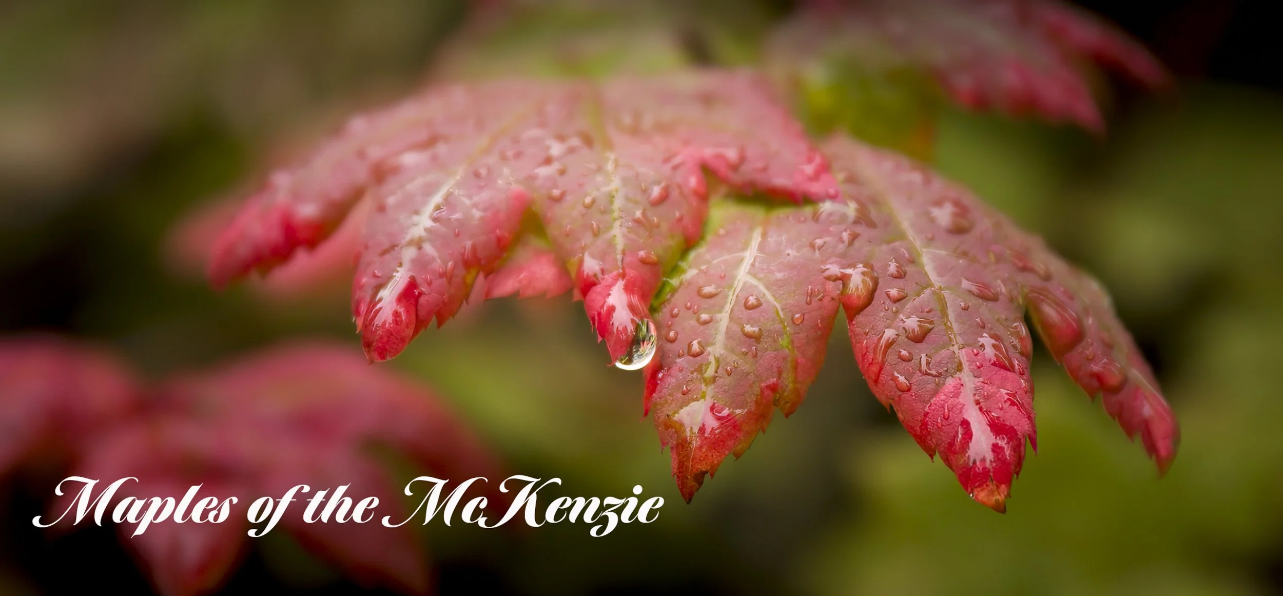 In the central Oregon Cascades, after the first frosts of fall and before the gray dreary days of the Cascade winter, there are a few moments when the forest under the tall conifers becomes alive with color. Here, in the McKenzie River watershed, sh