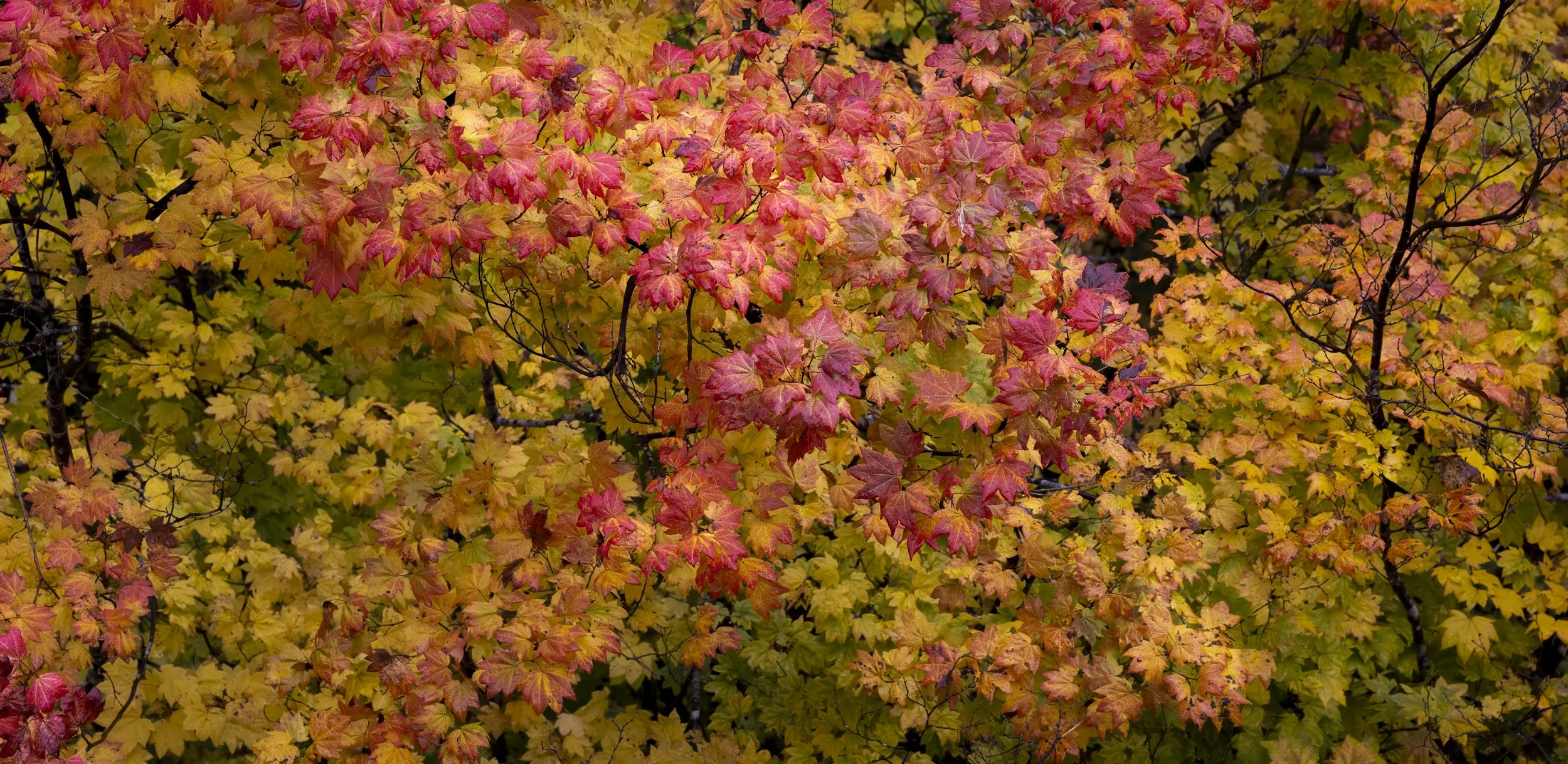 Maples-16.jpg