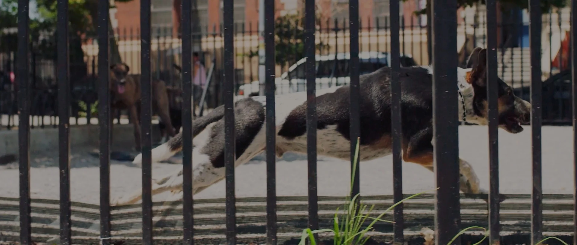dog run.jpg