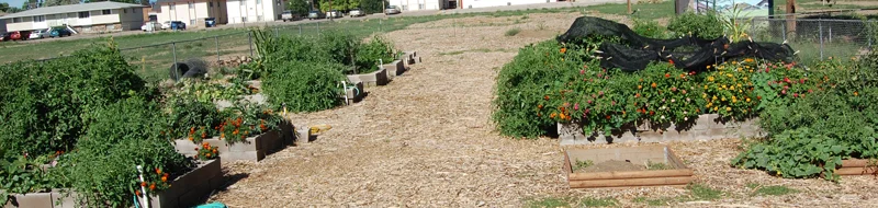 garden.jpg