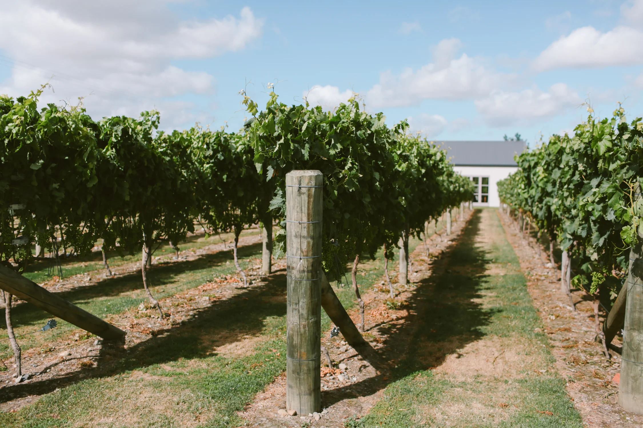 Poppies-Martinborough-Wedding-53.jpg