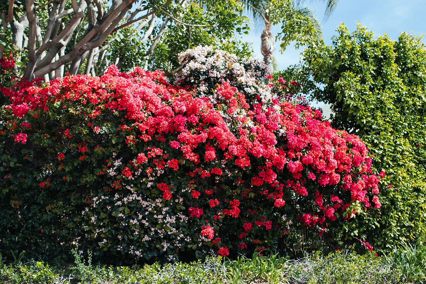 California-Dreaming-24.jpg