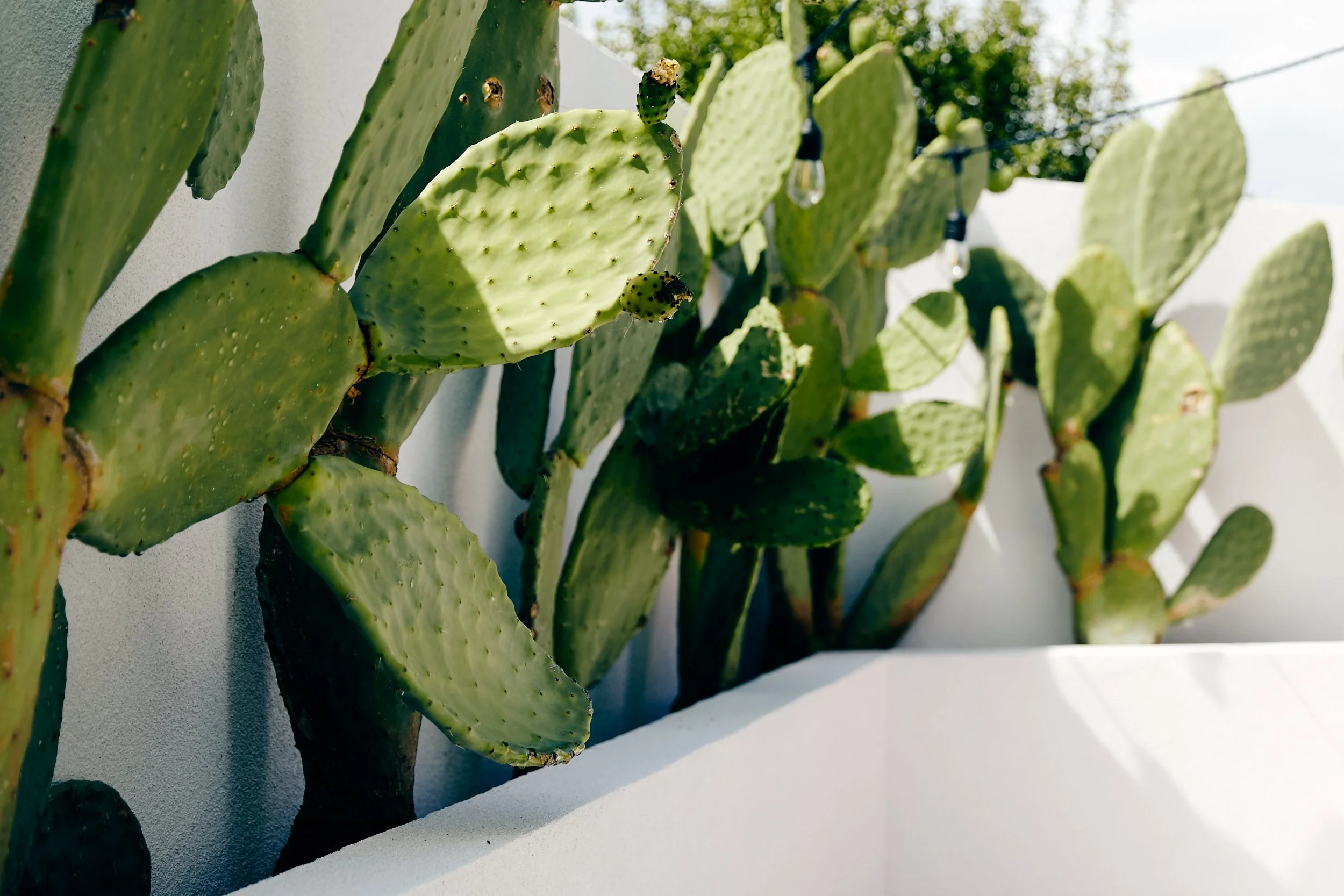 Meg_Tuohey_330 1.jpg