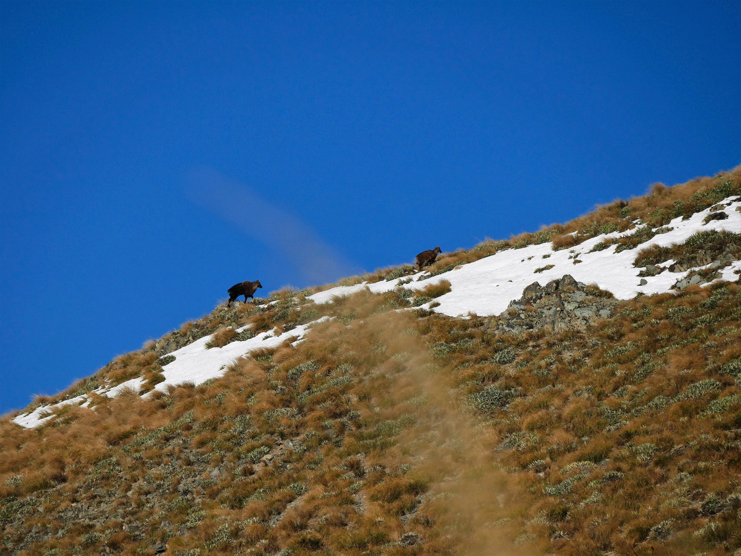  Rutting Bull Tahr following a nanny over the hill  