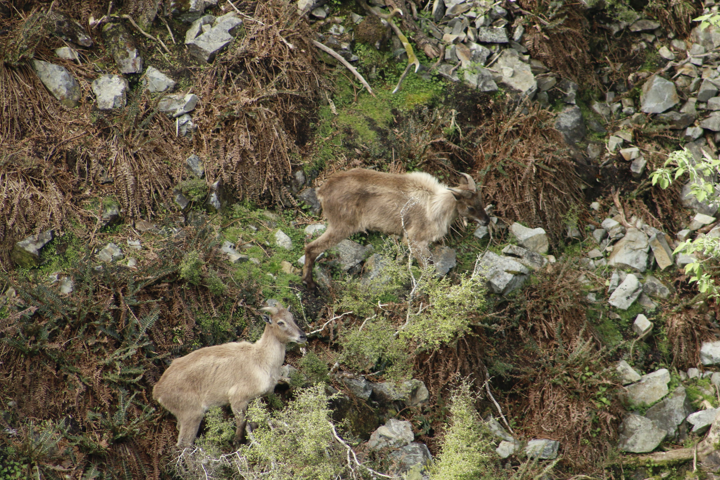  Tahr on a steep clearing in the scrub. 