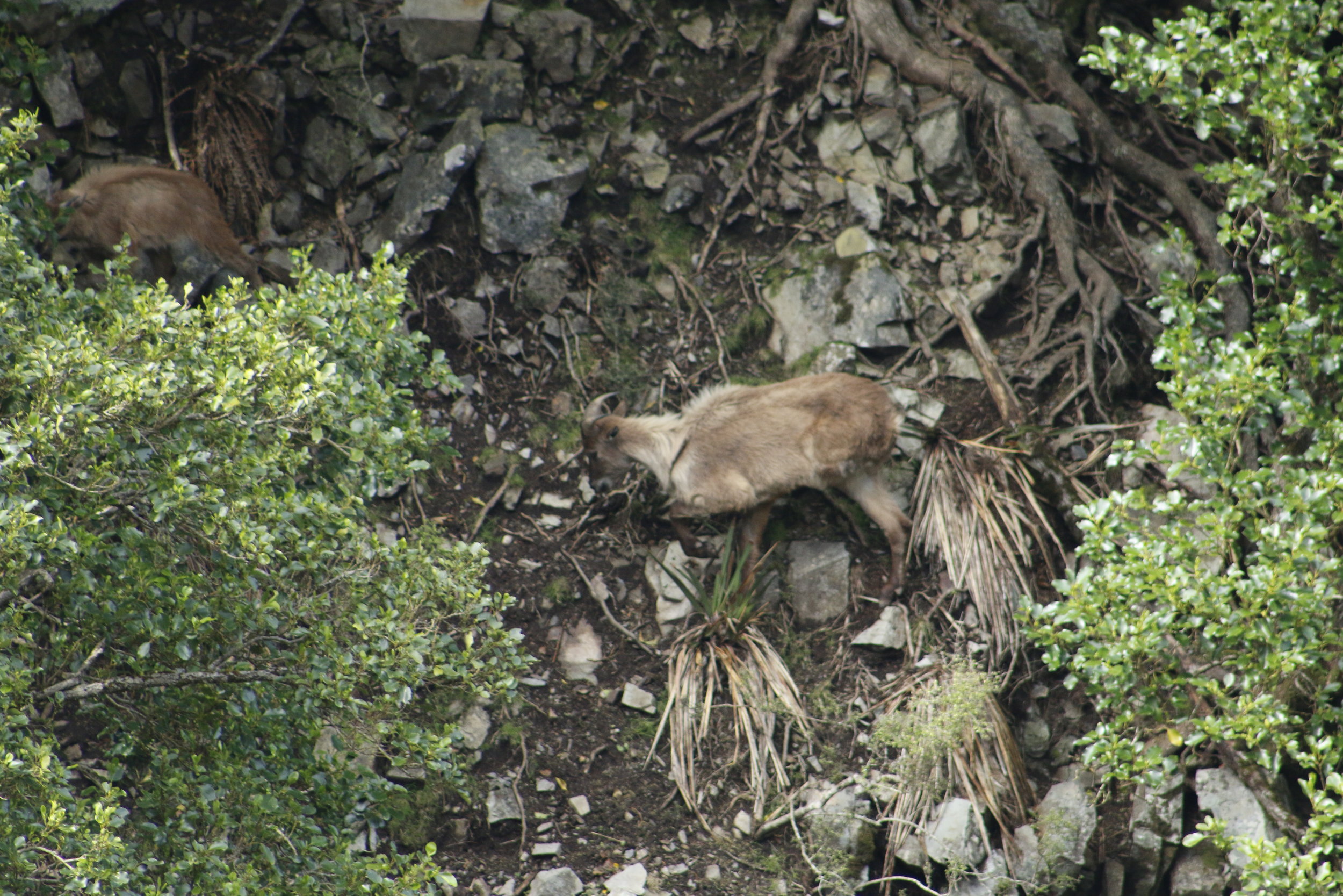  This Tahr only has three legs and yet was fully capable getting around the hillside.    