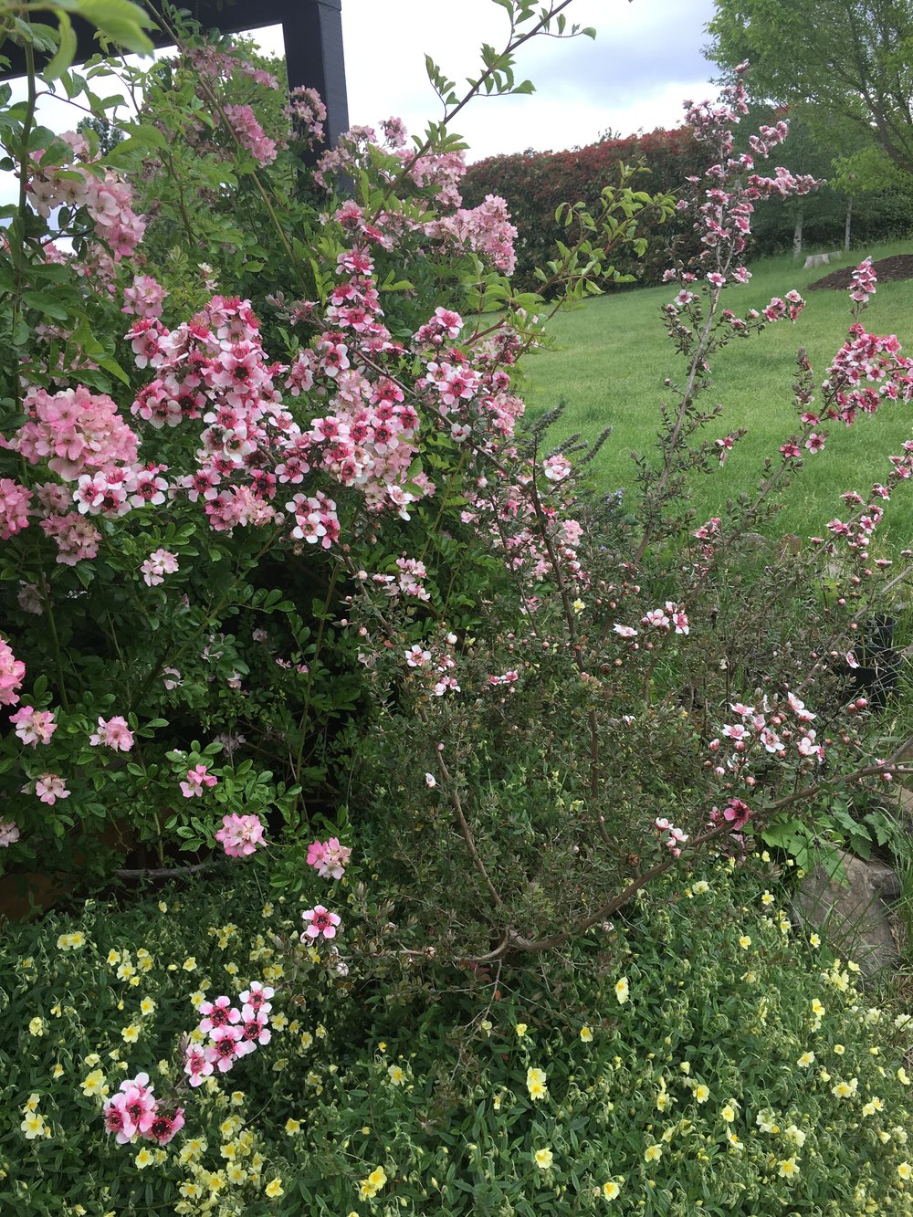 Leptospermum Mesmer Eyes 