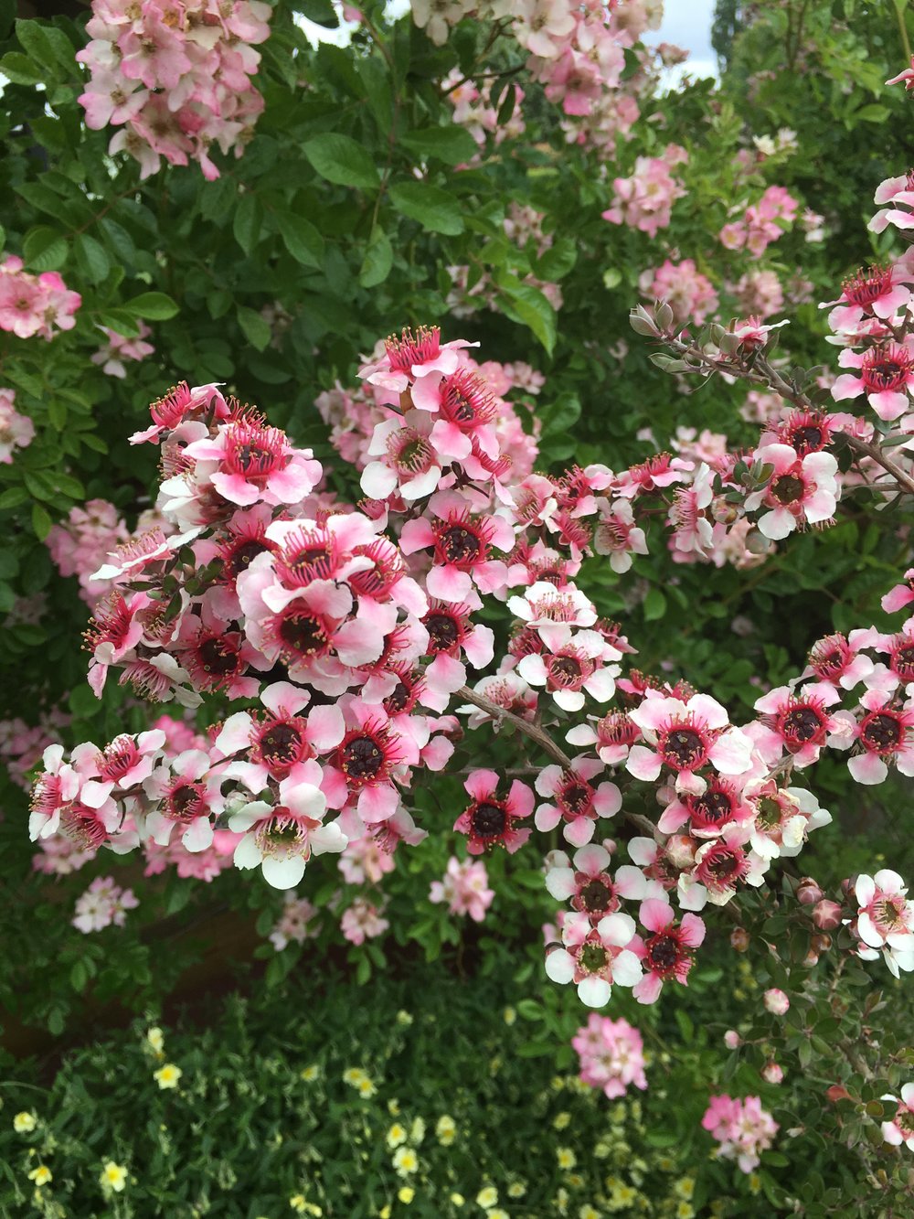 Leptospermum Mesmer Eyes 