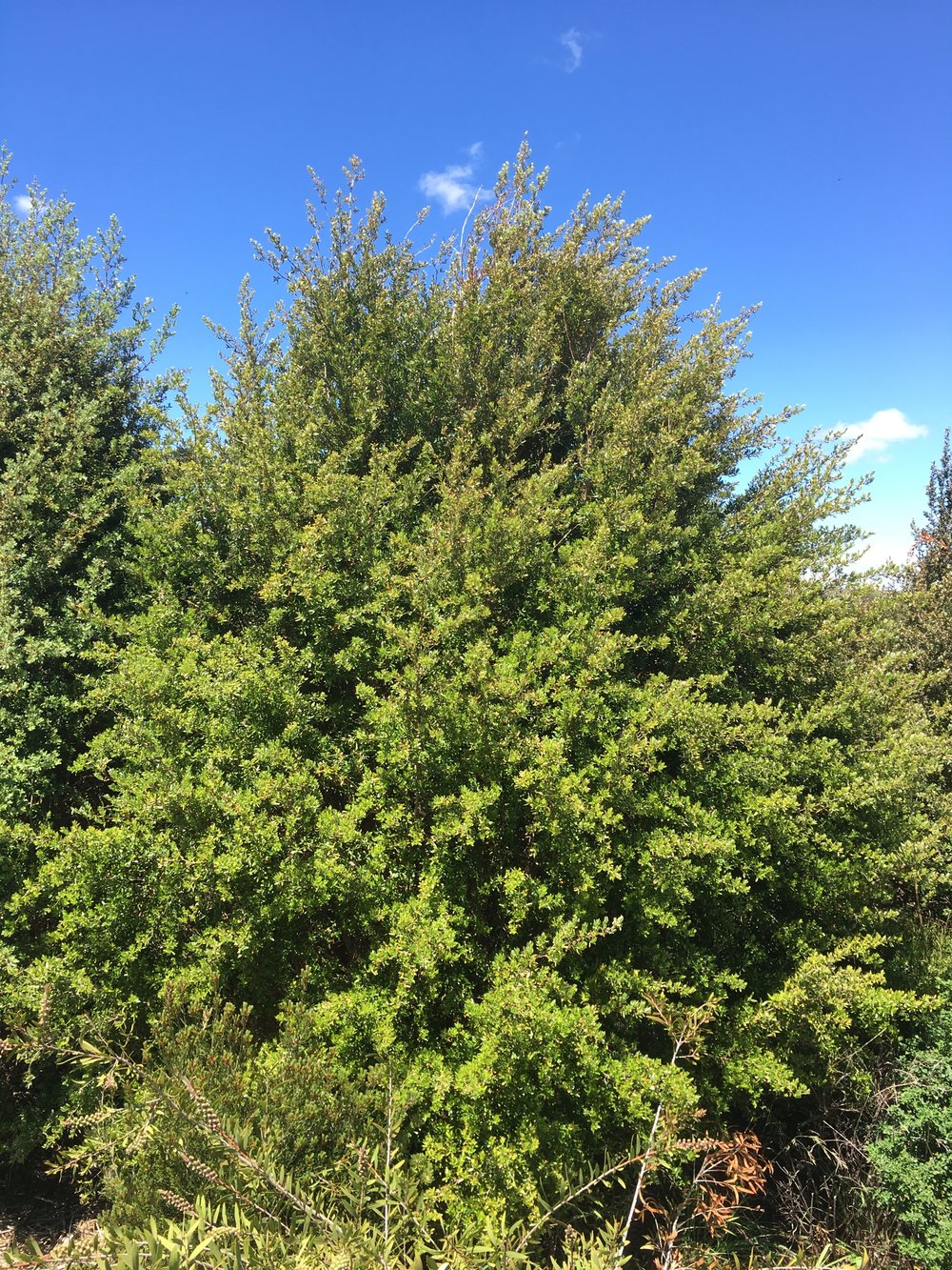 Leptospermum Grandifolium