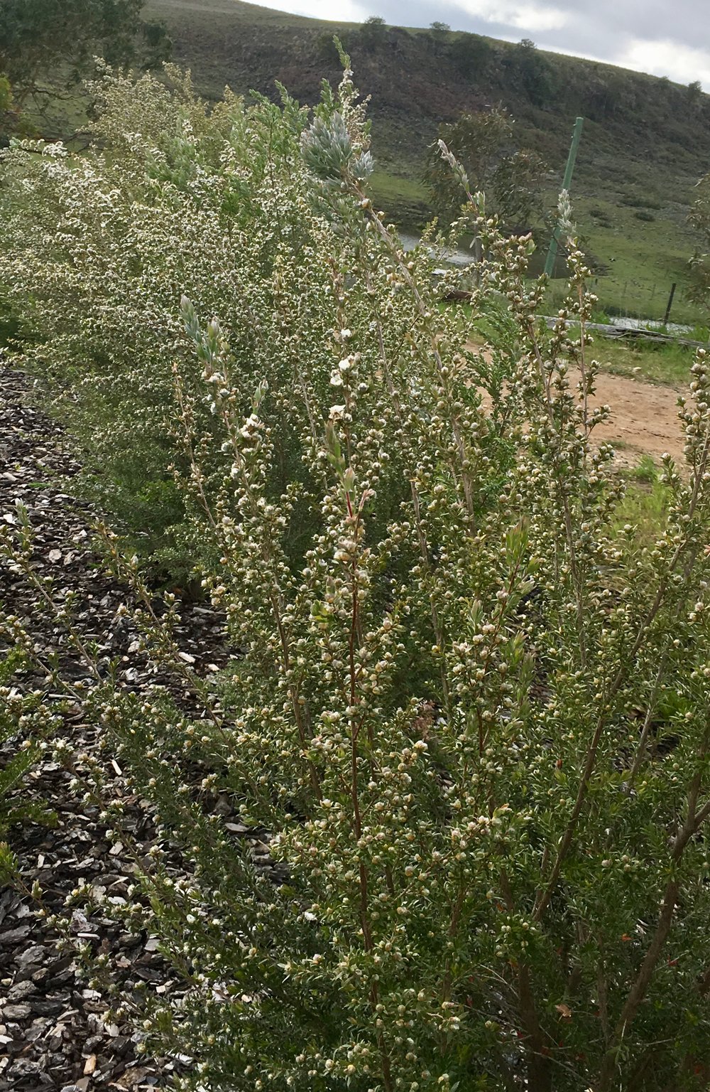 Leptospermum Lanigerum