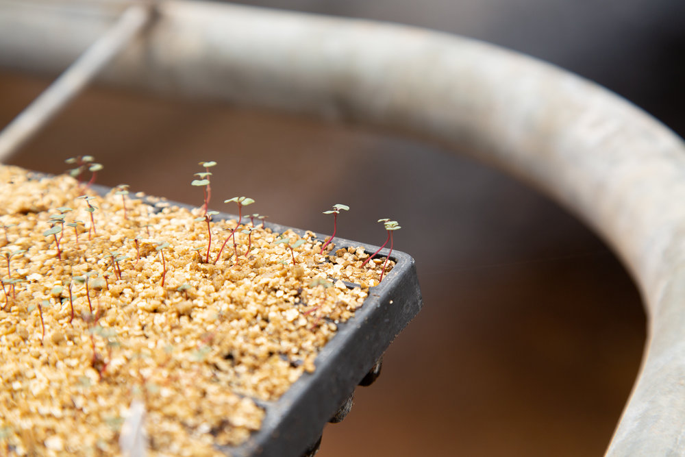  Once the seedlings have reached a certain point, they are transferred to our greenhouse to grow on and develop a sturdy root system so they can be plugged into a bigger container. 
