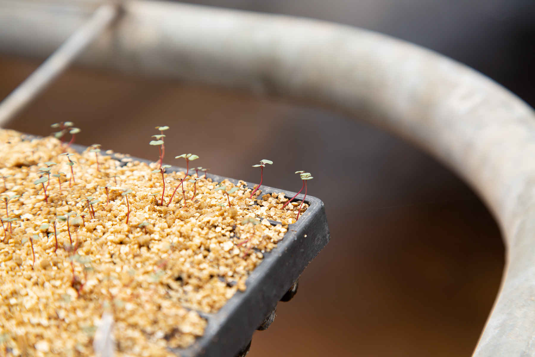 Once the seedlings have reached a certain point, they are transferred to our greenhouse to grow on and develop a sturdy root system so they can be plugged into a bigger container.