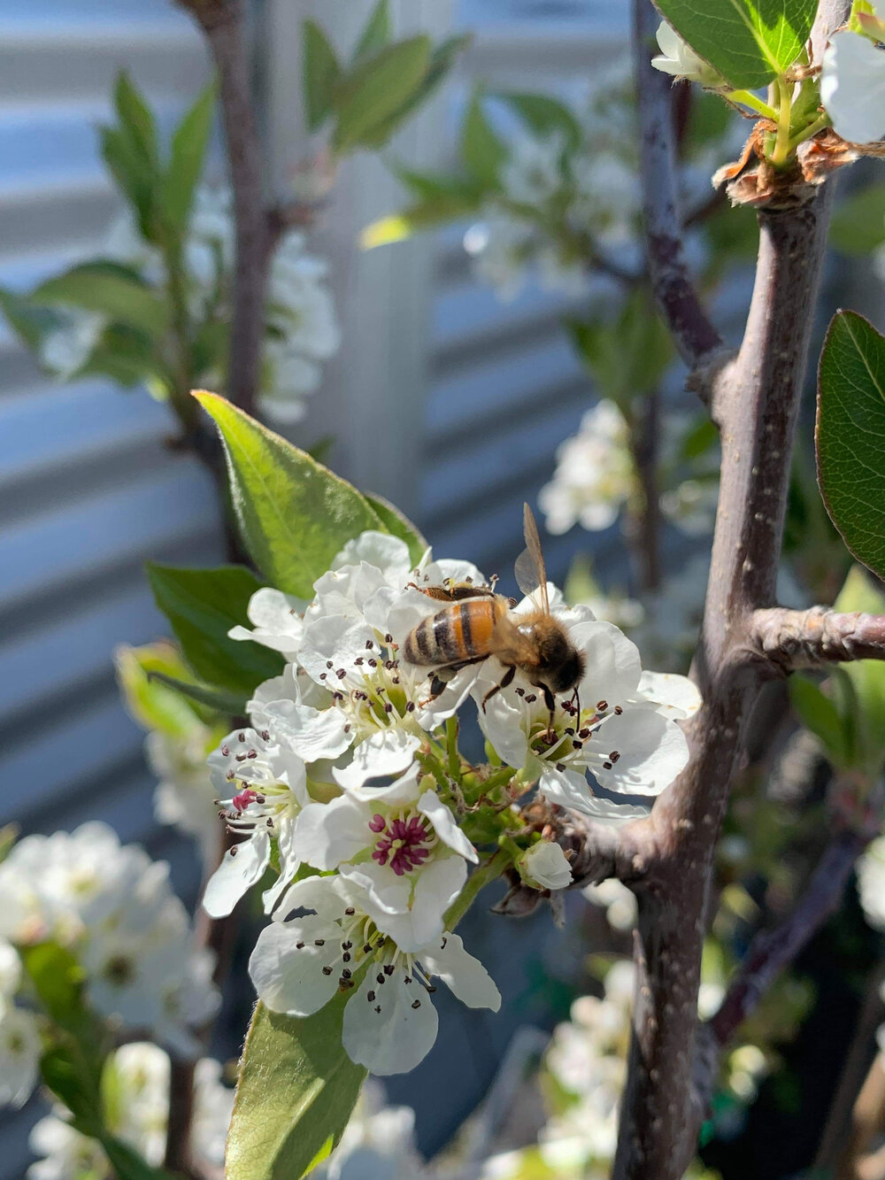 Attracting Australian Native Bees To Your Garden | Fasci Garden