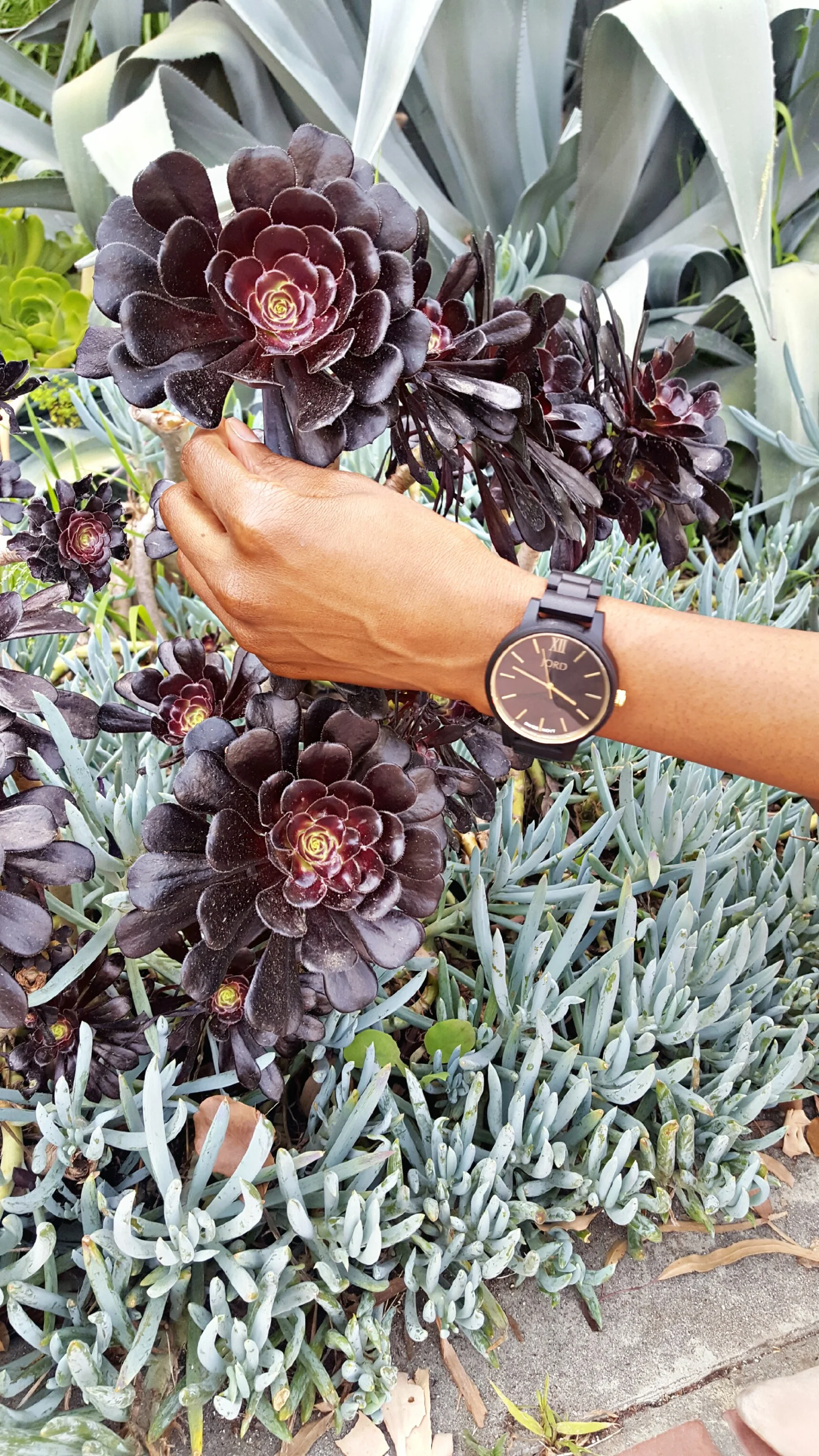 jord-ebony-and-gold-watch.jpg