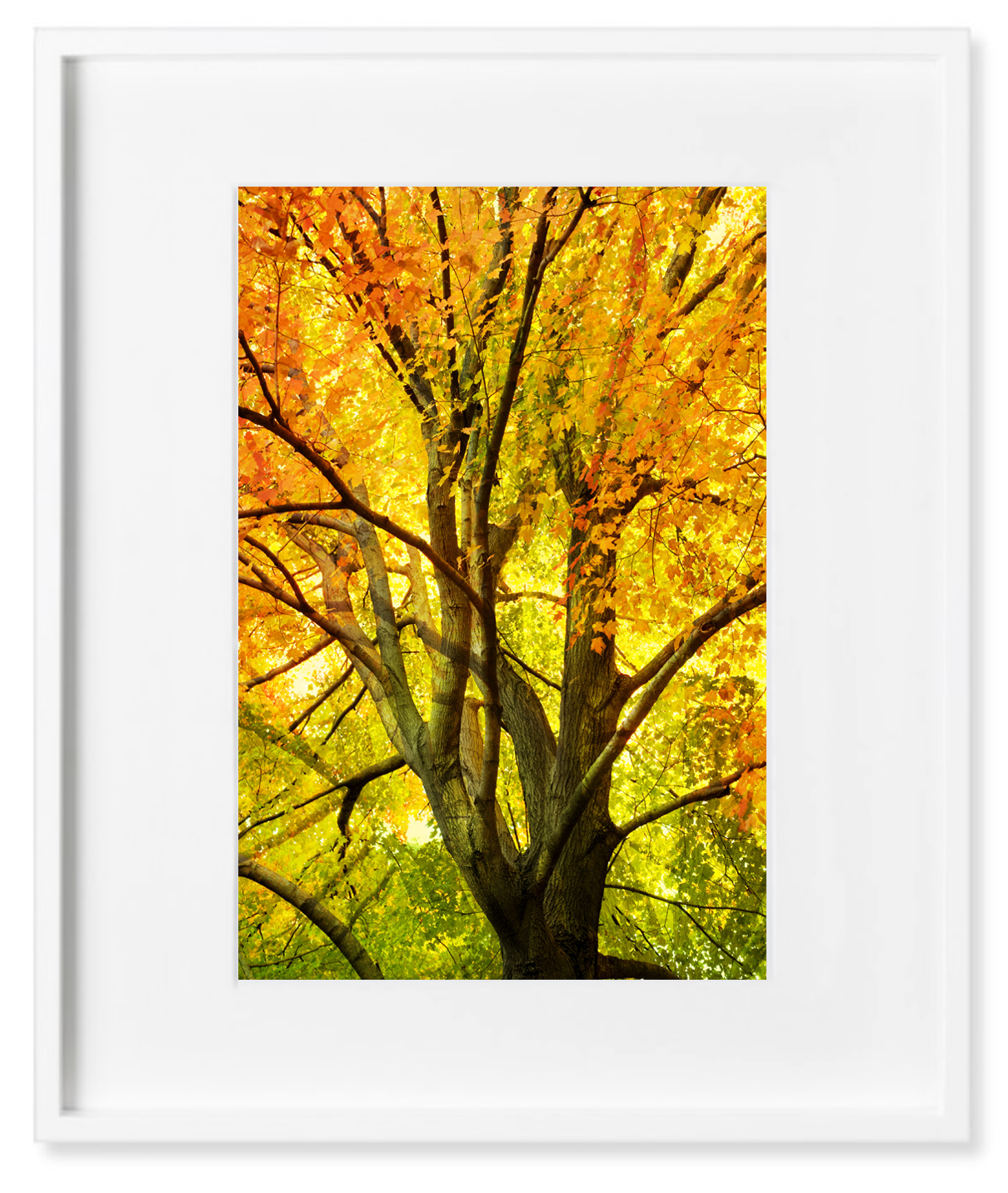 DEB5564 white frame.png