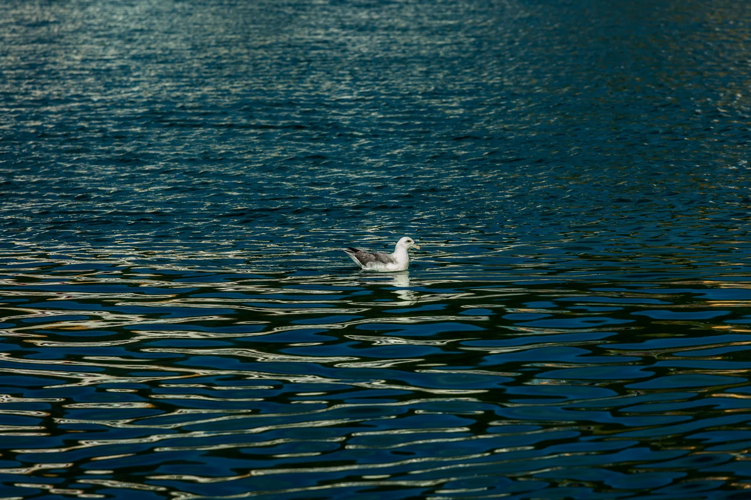 Seabird Husavik, Iceland