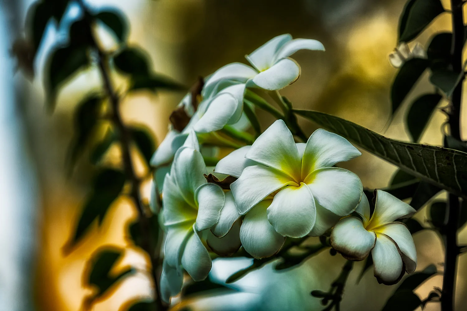 Sunset providing color and light to flowers in Kakadu National Park, Australia.