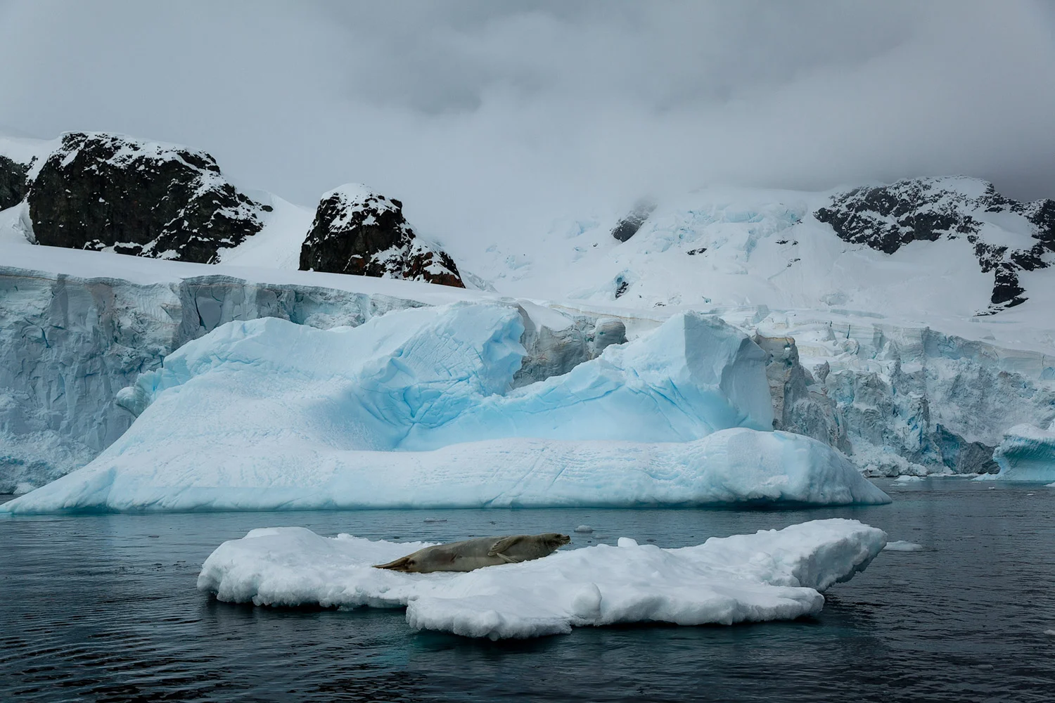 A seal resting on a small iceberg in Pleneau Bay with the imposing scenery of Pleneau Island, Antarctica in the background.