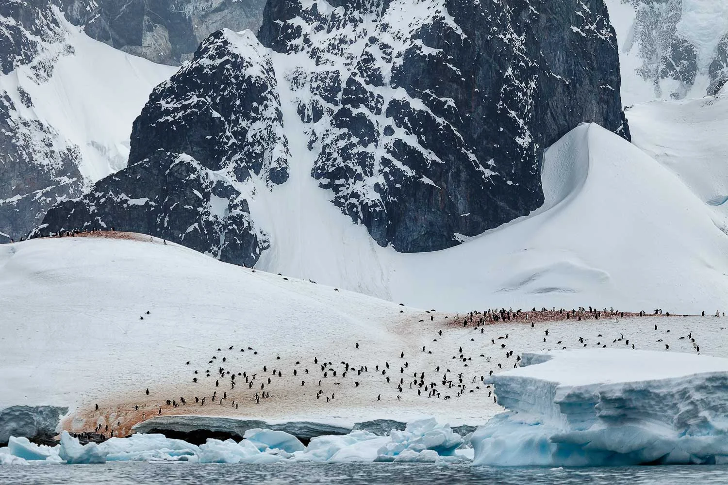 A waddle of penguins is dwarfed by the surrounding landscape on the shores of Cuverville Island off the Antarctic Peninsula.