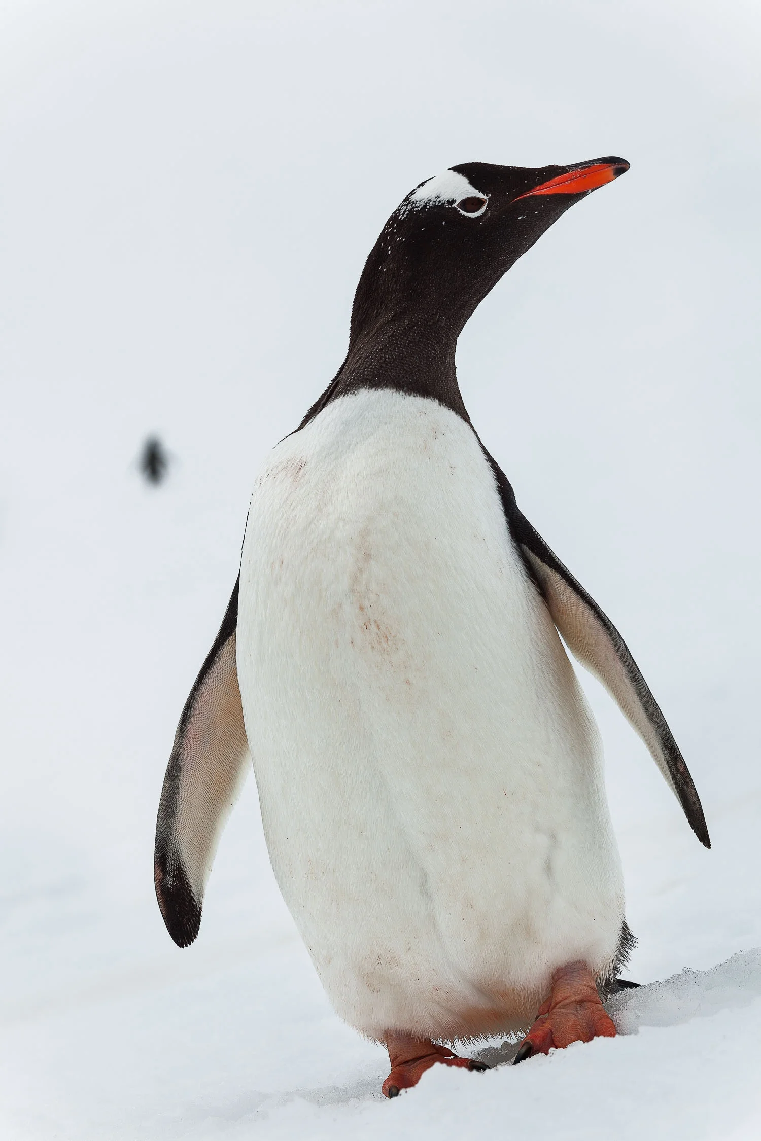 A King Penguin, standing alert on the steep slopes of Cuverville Island, Antarctica