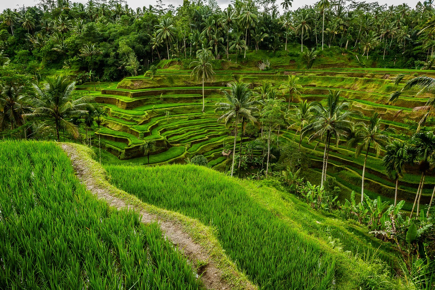Lush terraced rice fields and palm trees on the island of Bali , Indonesia .