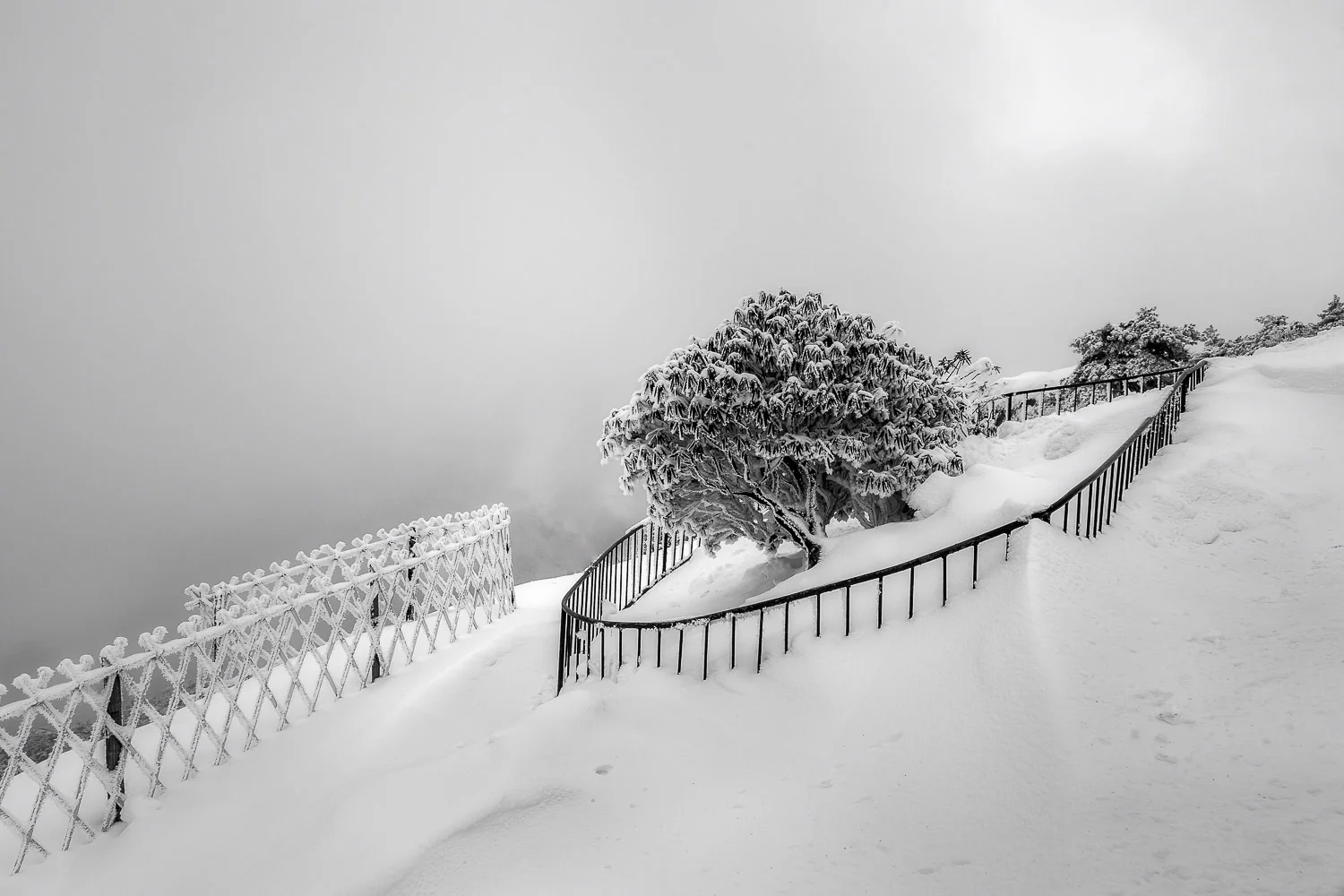 A protective barrier guards a beautiful tree on a high, windy pass on Mt. Huangshan (i.e., Yellow Mountain ) in China .