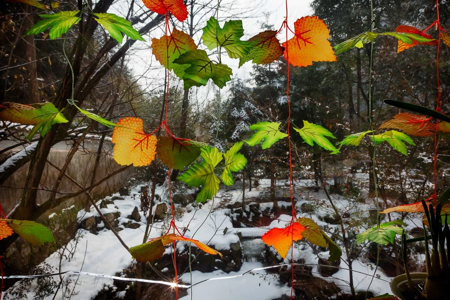 A surreal scene of plastic autumn leaves, hung over a window, looking out onto a winter landscape at a guest house in the Huangshan (i.e., Yellow Mountain) region of Eastern China .