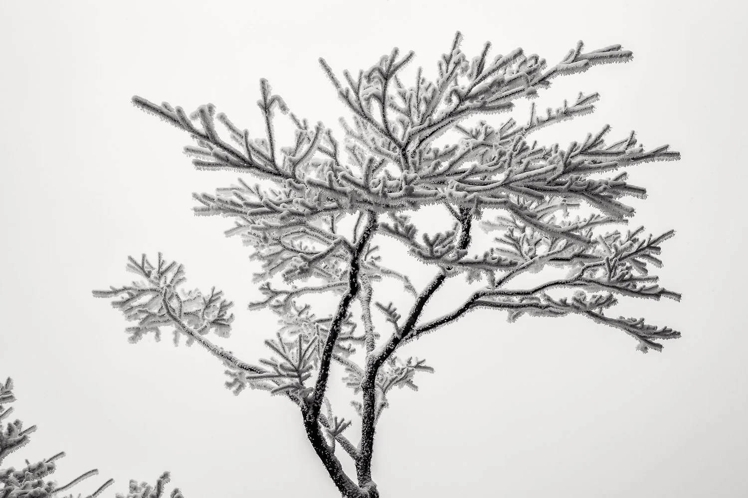 Ice crystals on tree show the delicate beauty of nature on Huangshan (Yellow Mountain), China