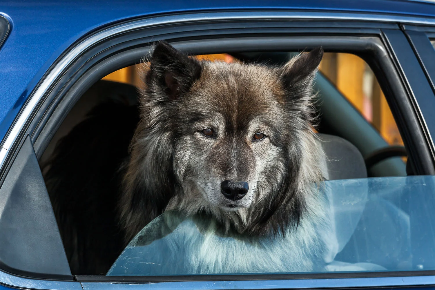 A calm and friendly dog pokes his head through a car window to greet passers by in the seaside town of Húsavik in Northern Iceland.