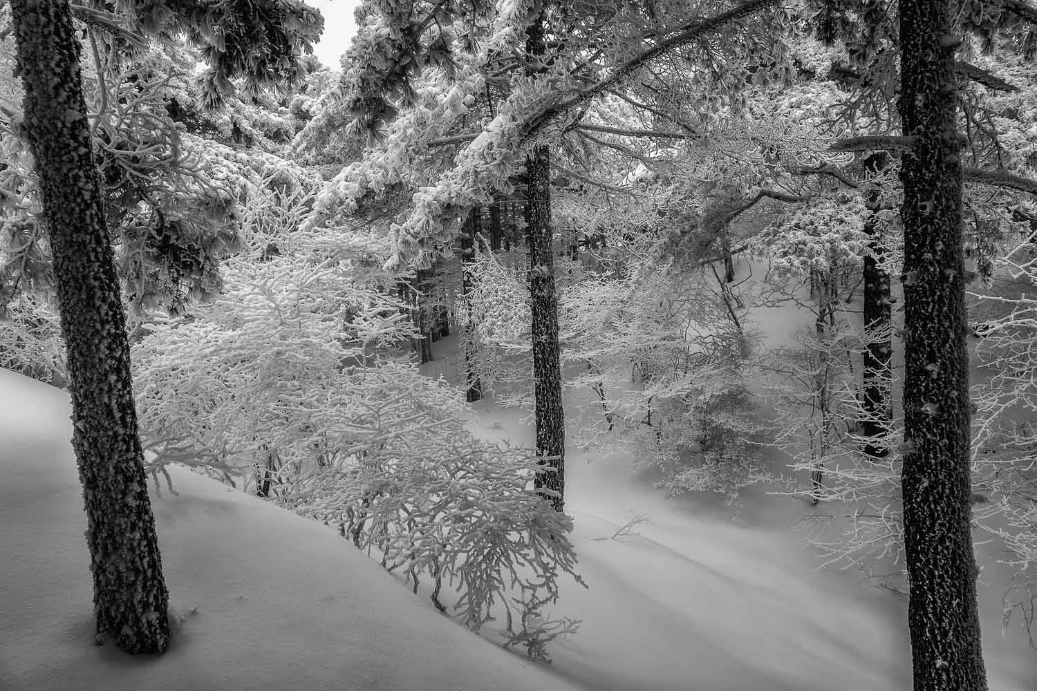 Stillness, Huangshan, China