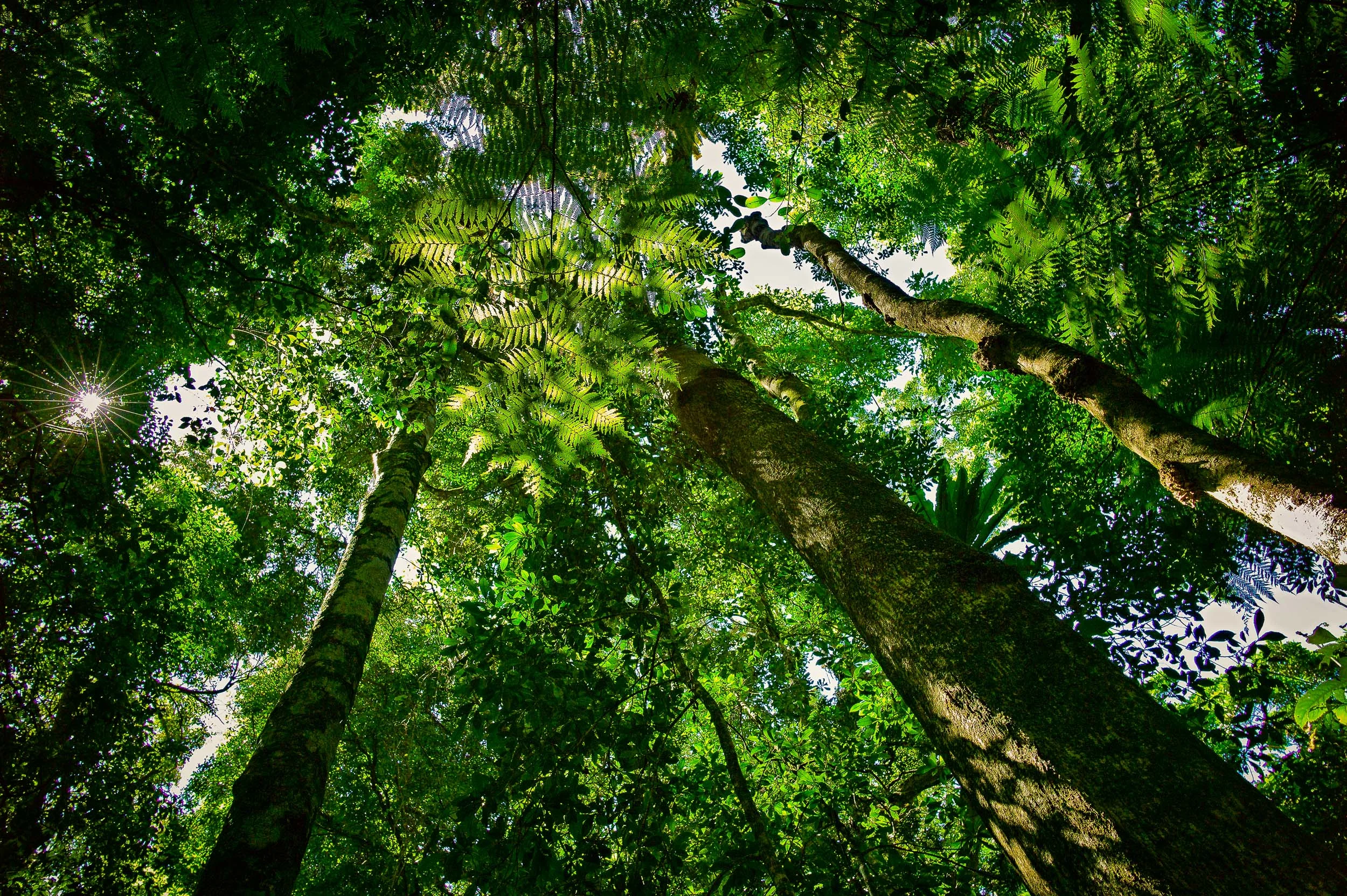 Looking up through the leafy canopy, towards the light, on Mount Tamborine , Queensland, Australia.