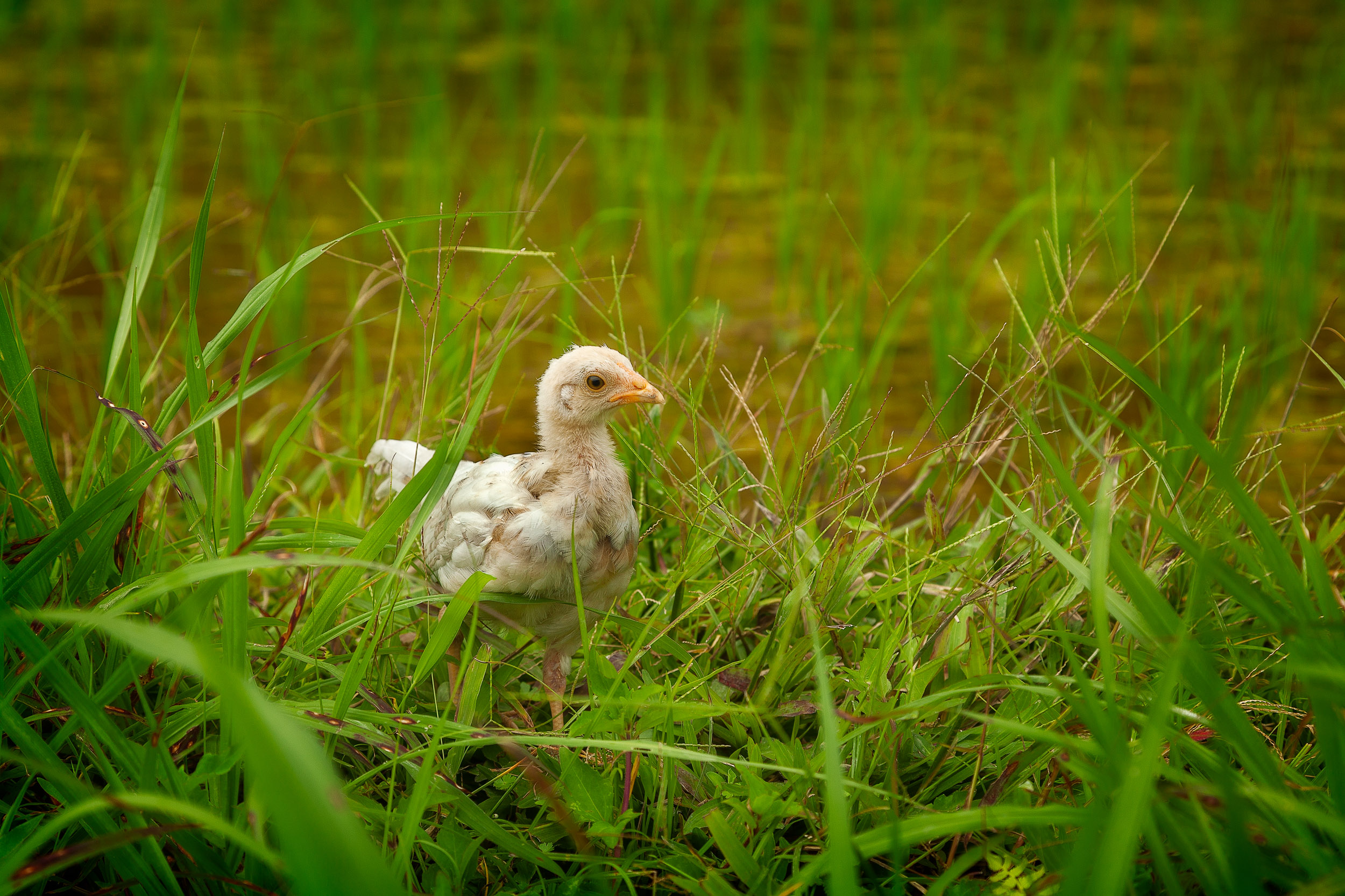 A duckling on the edge of a pond in rural Bali, Indonesia .