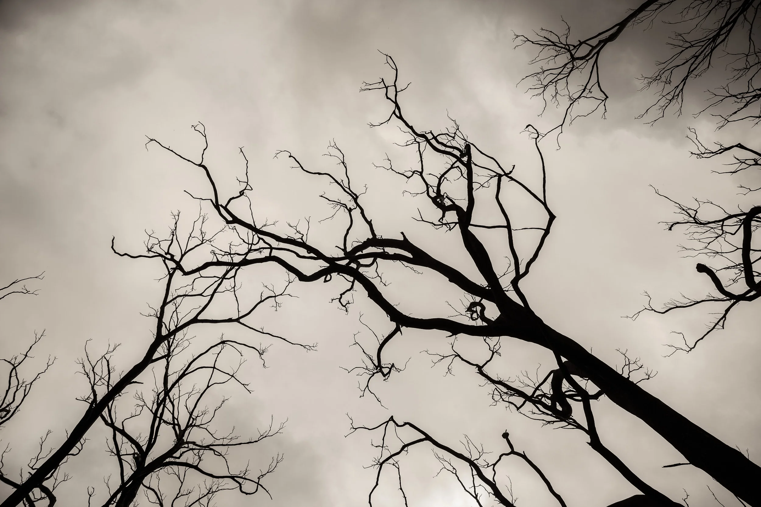 Burnt trees silhouetted against a bleak sky in fire-ravaged Victoria, Australia .