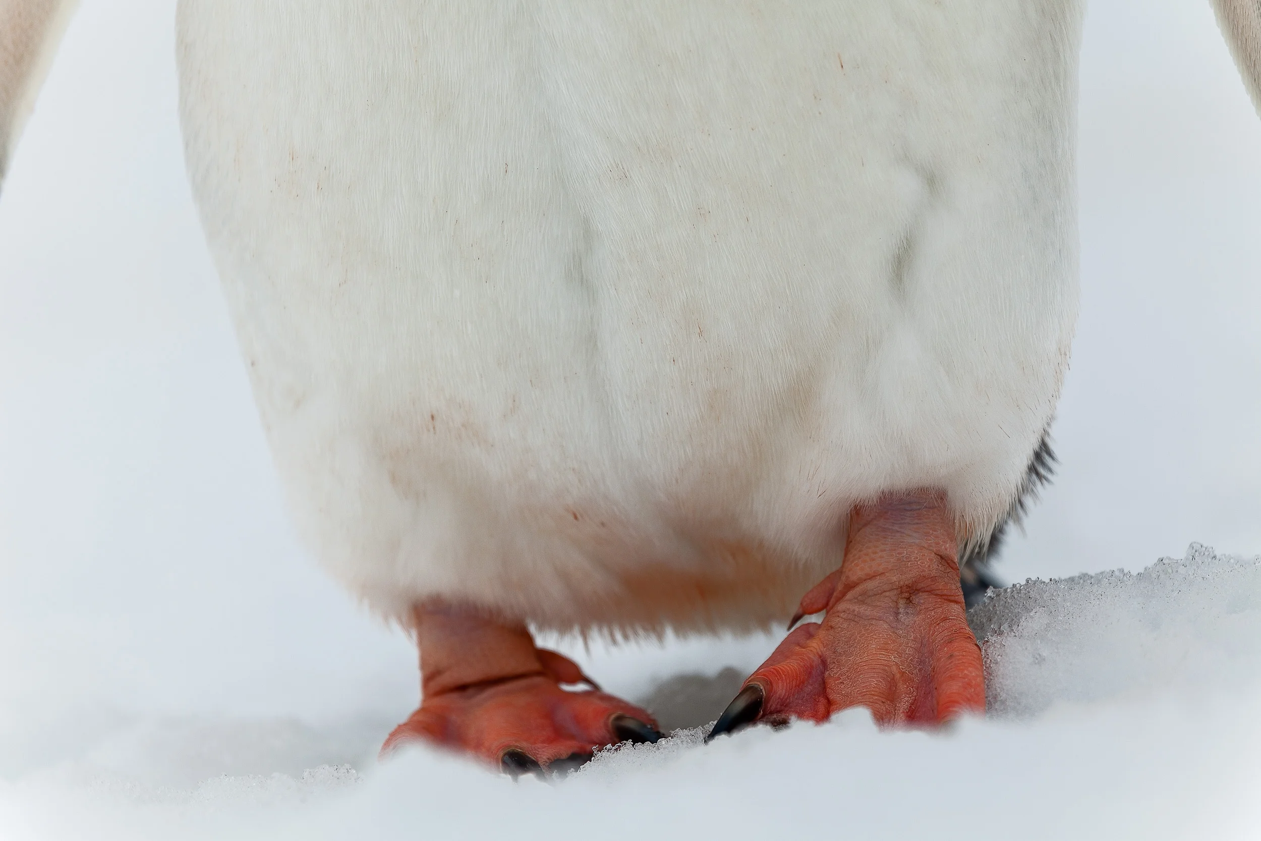 A close up view of a penguin's feet on the icy slopes of Cuverville Island, Antarctica .