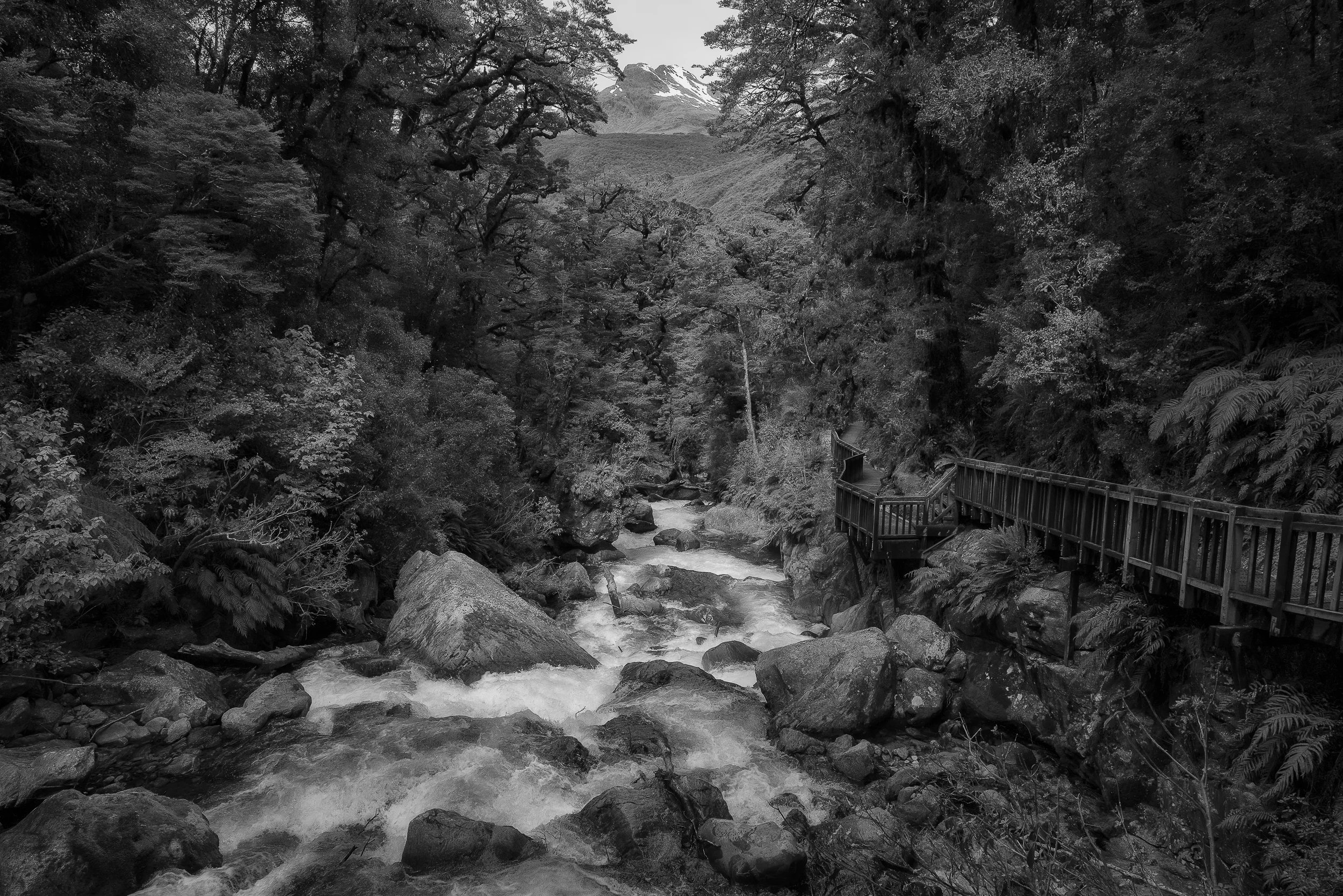 Cascading water flowing down a tree lined gorge on the south island of New Zealand .