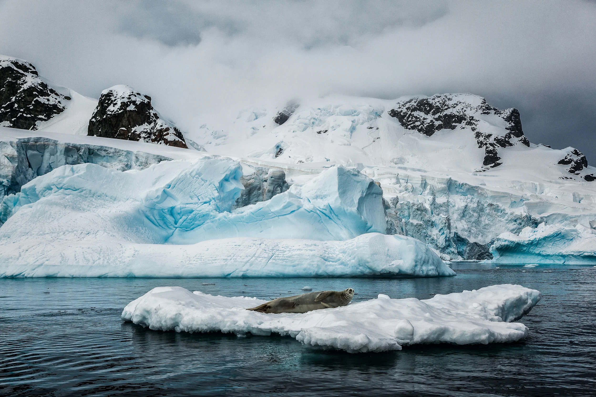 A weddell seal springs to attention while resting on an iceberg near Cuverville Island, Antarctica
