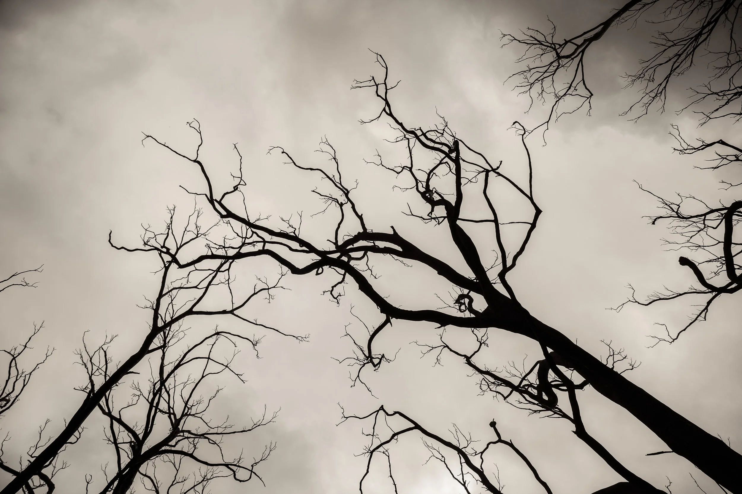 Burnt trees silhouetted against a bleak sky in fire-ravaged Victoria, Australia .