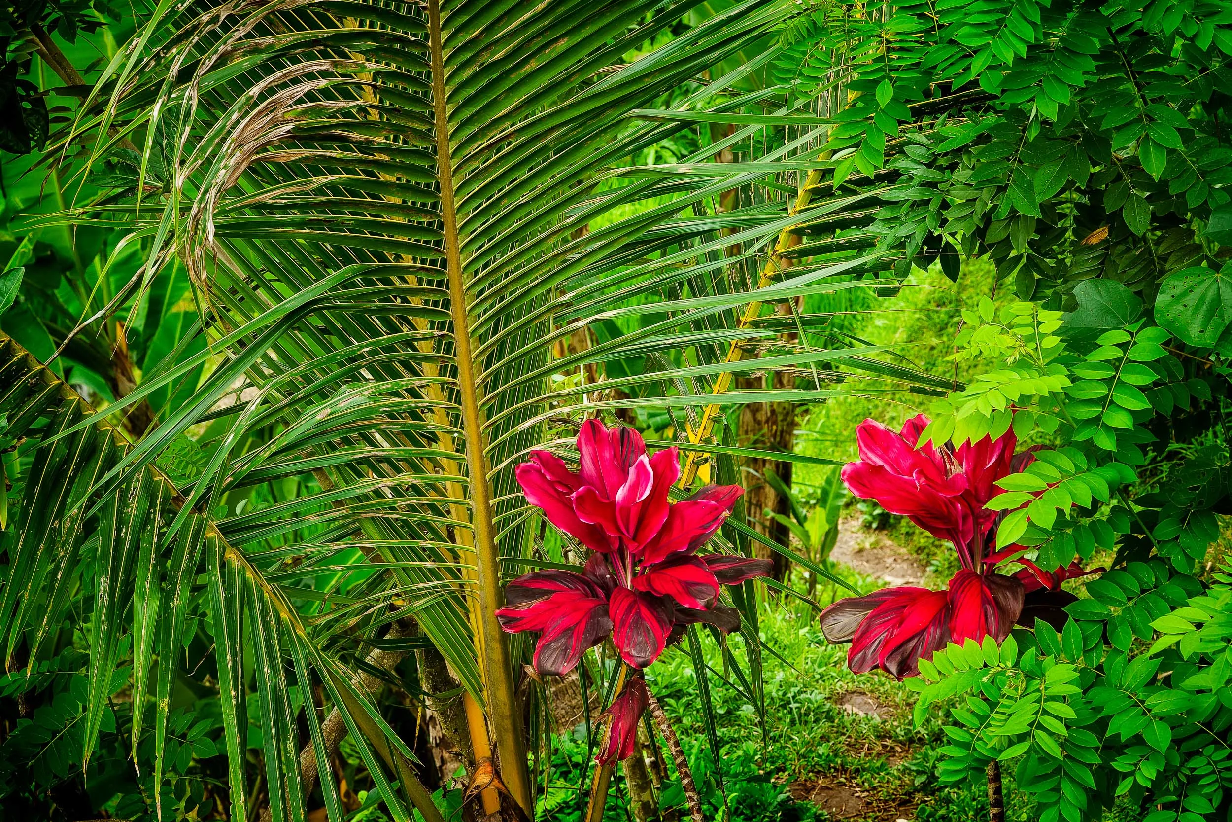 Huge wildflowers in a lush green forest on the island of Bali, Indonesia .
