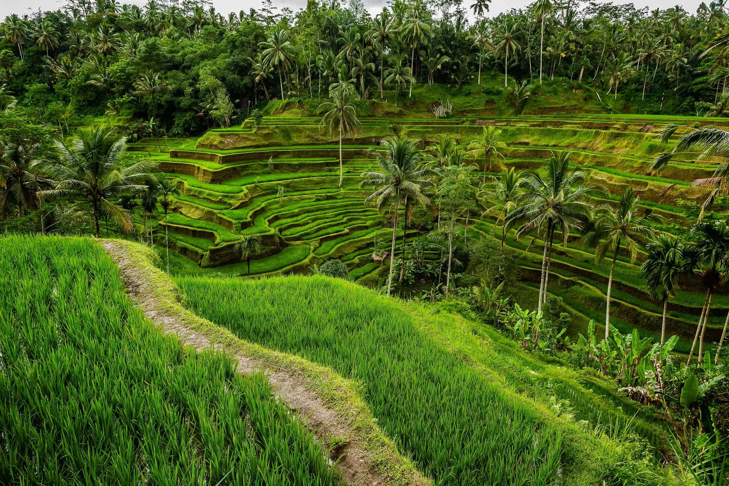 Lush terraced rice fields and palm trees on the island of Bali, Indonesia