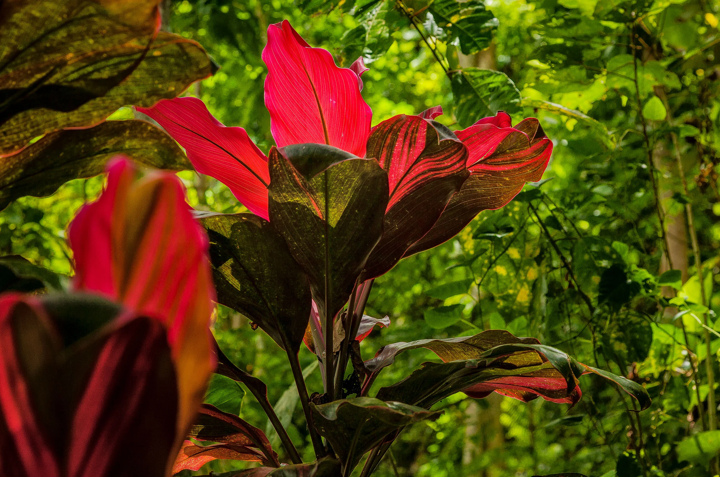 A stand of vibrant red wildflowers in a rainforest in Bali, Indonesia .