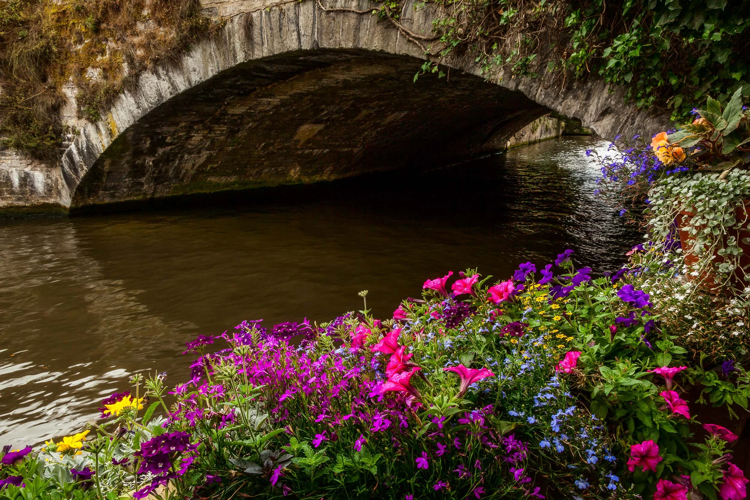 Brightly colored flowers on a summer's day by the canal in Bruges (i.e., Brugge) Belgium .