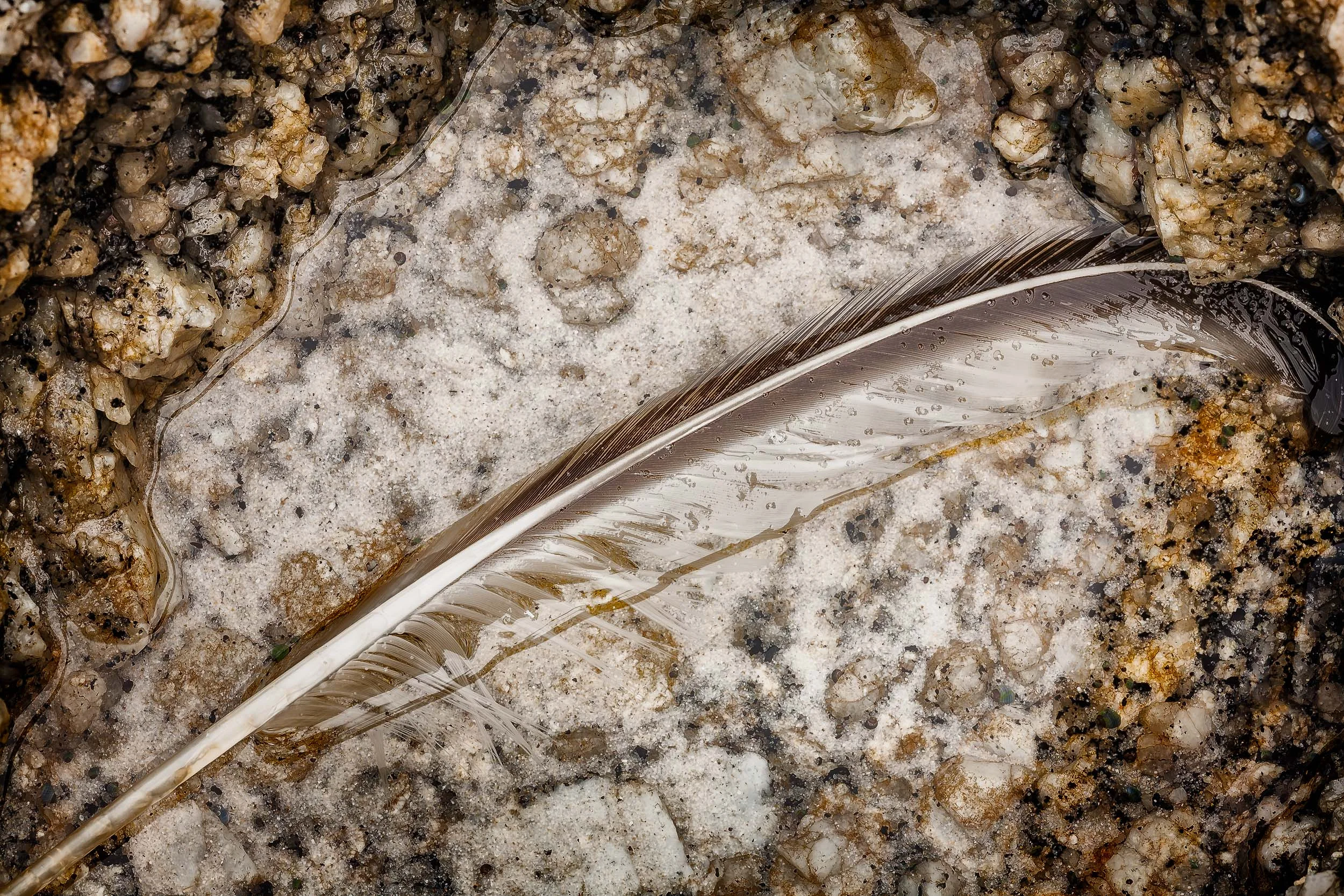 A feather , delicately positioned between rocks, lies in a shallow pool of water on Squeaky Beach in Wilsons Promontory National Park, Australia .