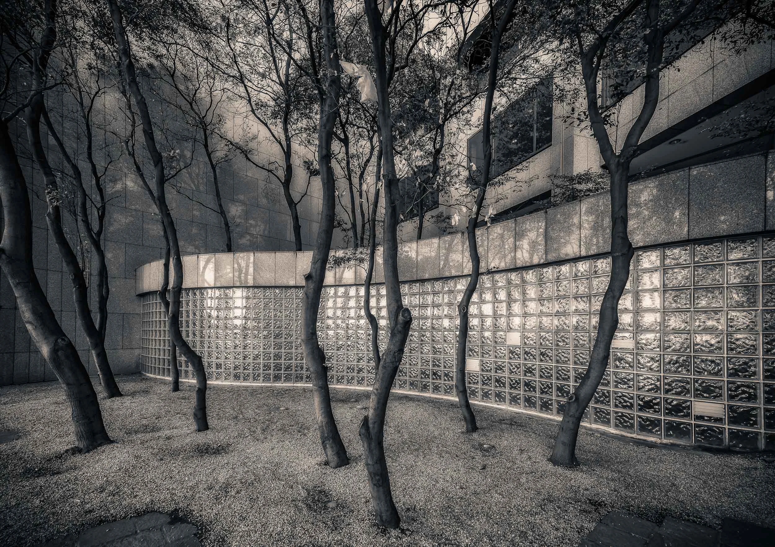 A stand of trees amongst the stone and glass of the Shell building on the corner of Flinders and Spring Streets in Melbourne, Australia