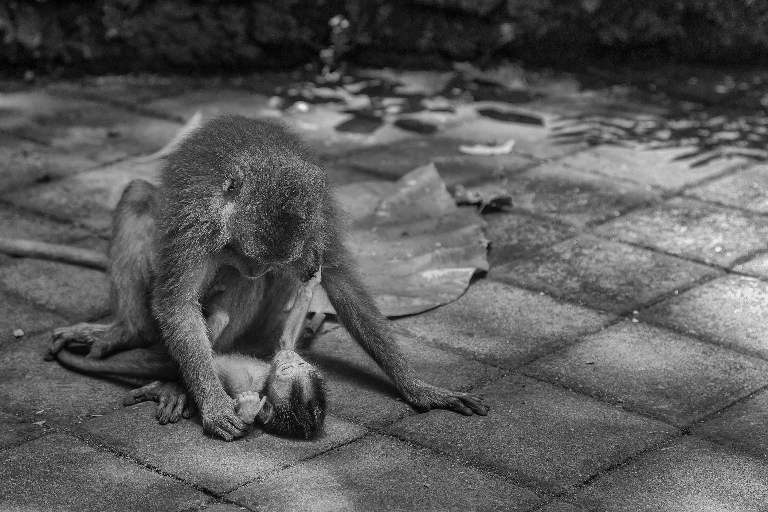 A lovely, intimate image of a baby monkey with its mother in the Monkey Forest in Ubud, Bali .