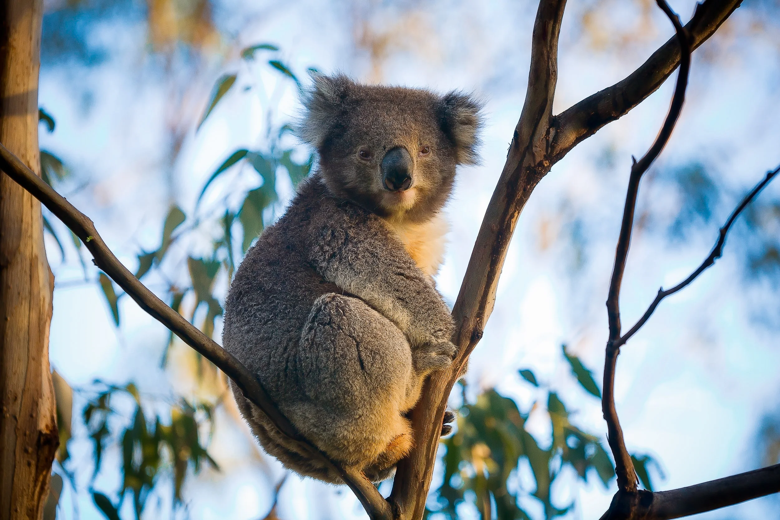 A portrait of a well feed and content Koala sitting in a tree near Cape Otway in Victoria, Australia .