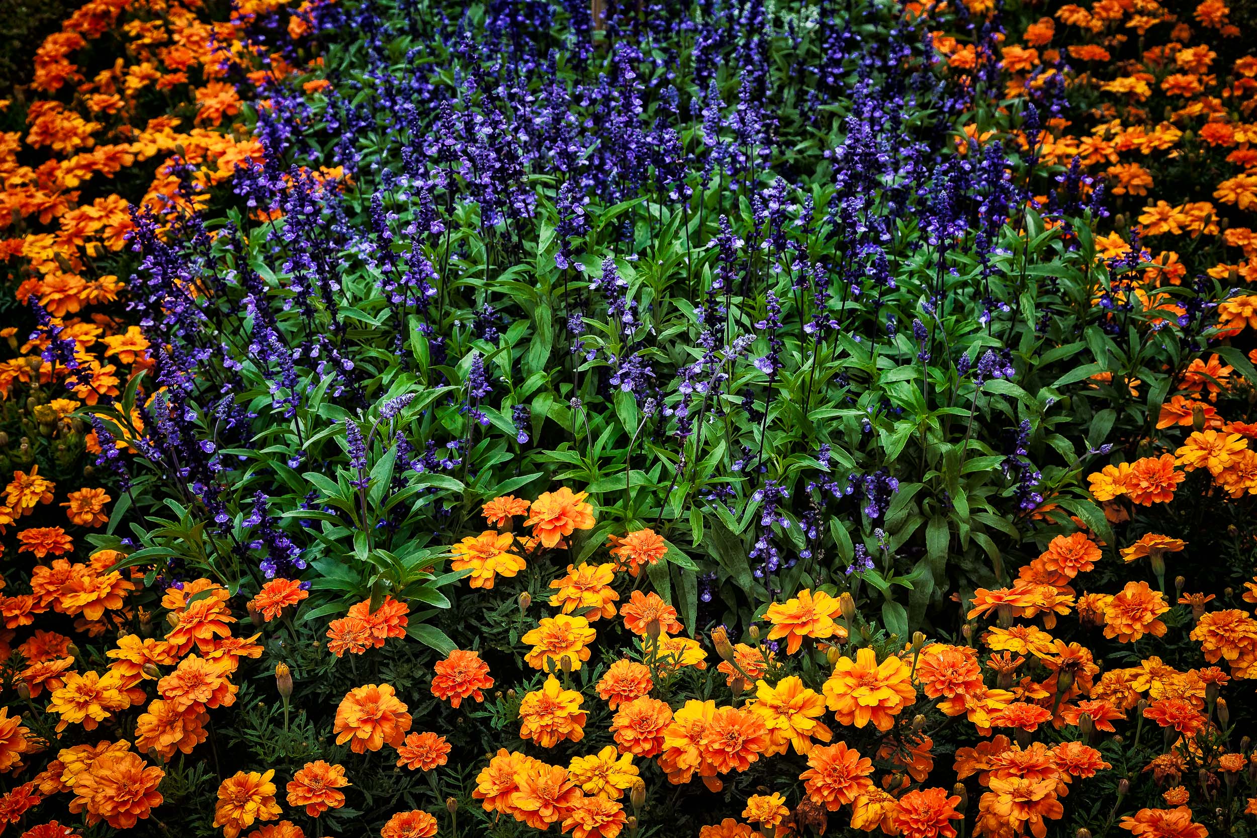 A ring of orange flowers surround a stand of purple and green in a flower bed in Salzburg, Austria .