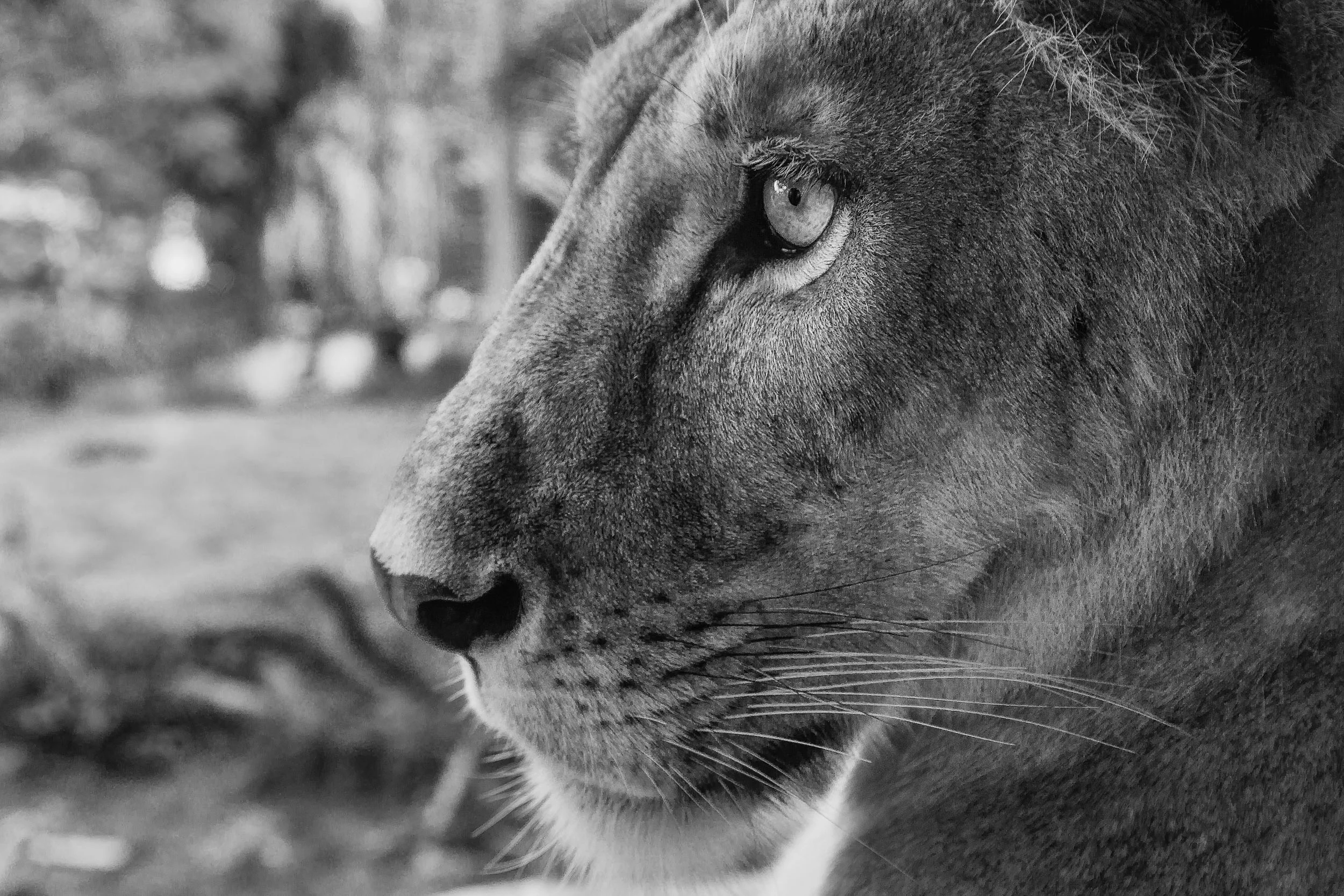 A close up photo of a lion, in profile , at a Zoo near Ubud, Bali, Indonesia .
