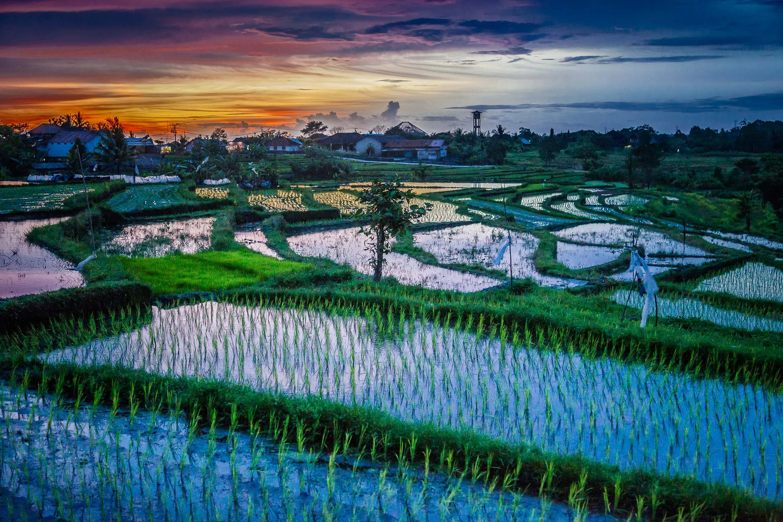 Glorious sunset photo over paddy fields in rural Bali, Indonesia.