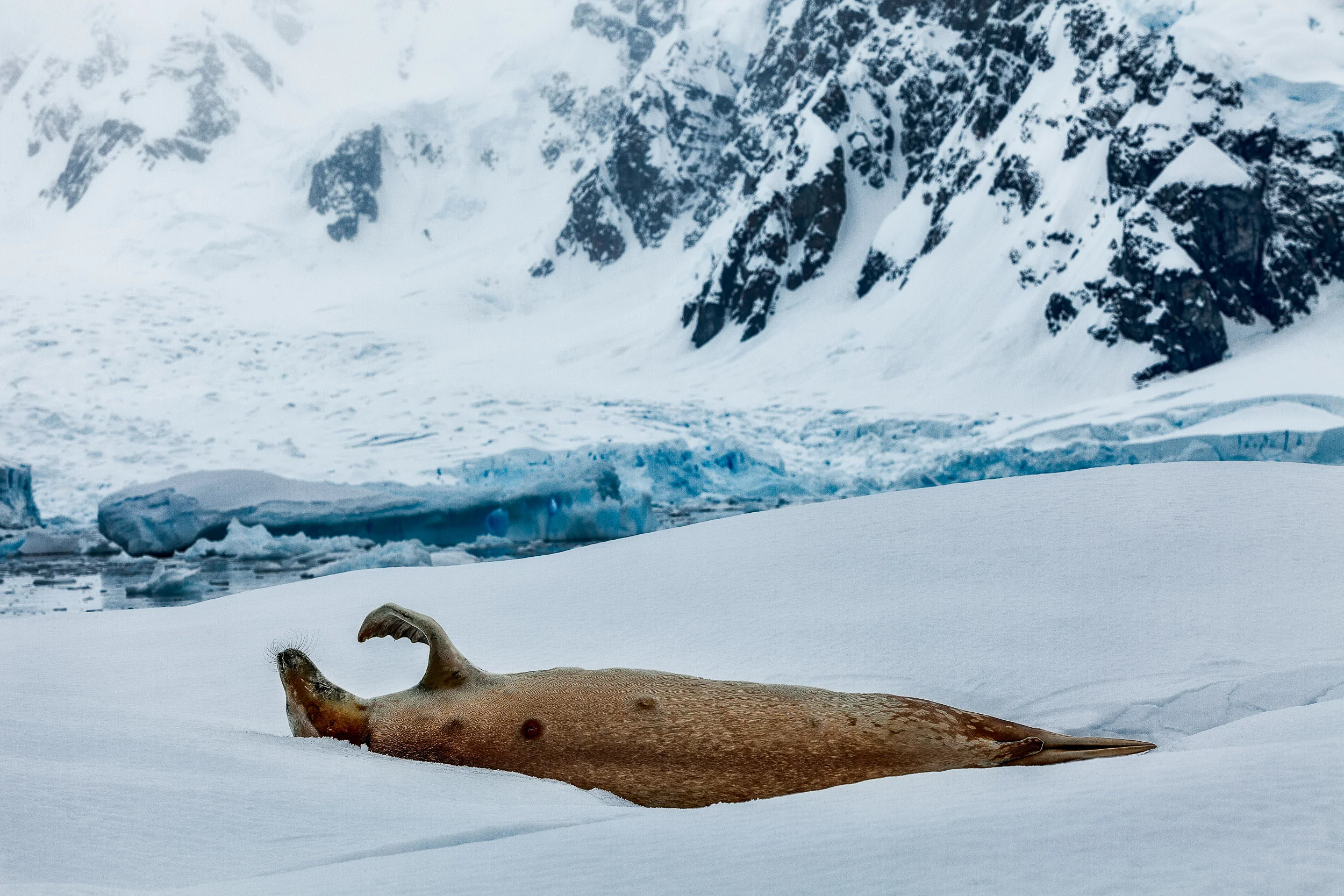 A seal, resting on an iceberg, near the shores of Paradise Harbour in Antarctica .